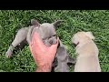 6 week old French Bulldog puppies.
