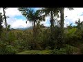 Rainforest Trail Ocean View Nature ASMR 360 video El Yunque Puerto Rico
