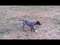 Sneaky German Shorthair Puppy