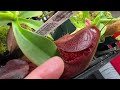 My Indoor Nepenthes Setup - May 2024
