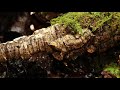 '작은 골짜기가 흐르는 우거진 숲 속' 뱀파이어크랩 팔루다리움 | A Woody Valley Vampire Crab Paludaium | Making A Paludarium