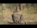 Male Ruffed Grouse Drumming