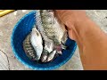 UMPAN IKAN NILA LIAR‼️SUSAH MAKAN INI SOLUSINYA