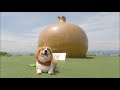 淡路島のおっ玉葱だワン【コーギー犬モナ098】