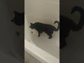 Bella Wants to Explore the Bathroom