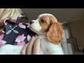 GETTING MY NEW PUPPY! | Cavapoo/Cavoodle First Day Home!!