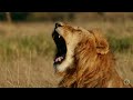 Majestic Animals of Africa (4K UHD): Relaxing Piano Music for Stress Relief, Relaxation, Sleep...