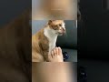 Funny cats 😂 episode 81 #shorts