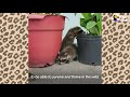 Wild Baby Raccoons Think A Pit Bull Is Their Mom  | The Dodo Wild Hearts
