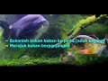 Cindai (Karaoke) Siti Nurhaliza Nada Wanita/Cewek Female Key Bbm Lagu Malaysia