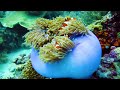 Aquarium 4K VIDEO ULTRA HD 🐠 Beautiful Coral Reef Fish in Aquarium, Sea Animals for Relaxation