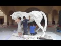 UNVEILING OF A LIVE-SIZED HORSE SCULPTURE