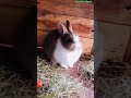 Baby Rabbit 🐇 Playing And Feeding Happily