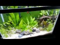 HOW TO setup a 20 Gallon Planted Aquarium 🌱🌿💧 Substrate and Supplies