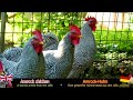 BIG ROOSTERS crowing compilation with 30 breeds of chickens: Brahma, Silkie, Orpington, Pekin bantam