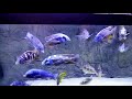 fish video of my awful looking fish that I’m going to take better care of I been falling off th peer