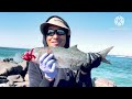 MASSIVE TAILOR FISH AT BREAKWALL /SYDNEY NSW ###@kidmarino