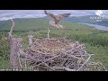 Amazing! How does Louis the Loch Arkaig Osprey manage to fly with a 10 foot pole? 16 Jul 2024