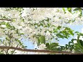 SPRING in VANCOUVER - JASMINE - Japanese Snowbell Tree in bloom - Vancouver BC ( styrax japonicus )