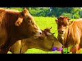 Wild Animal Sounds In Nature Cow, Horse, Dog, Elephant, Rooster,  Hen, Duck,...  Animal Moments#16
