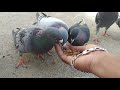 BEST AND HEALTHY FOOD FOR PIGEONS | PURA VALARPU