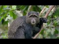 Wildlife Adventure 8K ULTRA HD | Relaxing Landscape Movie With Soothing Music