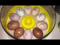 How To Incubate Chicken Eggs~