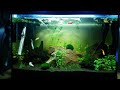 Tropical planted fish tank in action - healthy 60l tank
