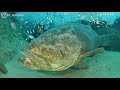 Meet the Goliath Grouper Fish