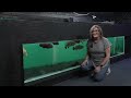 DIY Indoor Pond: See How We Built a 1200-Gallon Aquarium in Our Store!