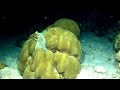 Octopus at Night on Buddy's Reef in Bonaire, N.A.