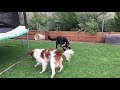 Doggy Battles
