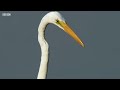 Unbelievable Bird Behaviours | BBC Earth