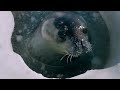 De ballenas majestuosas a delfines juguetones: El mundo de los mamíferos marinos | Episodio Completo