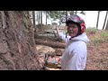 Felling a 500 year old Douglas Fir Tree