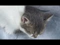 Funniest Dogs And Cats Videos 2024🤔You Laugh You Lose🐶