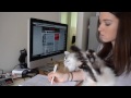 STUDYING WITH CATS
