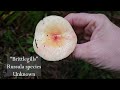 Last mushrooms of the year