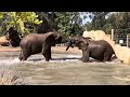 Down Periscope! SD Zoo Elephants up close in the water!
