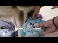 Operating On My Dog's Toy While He Watches | Franken-Toy!