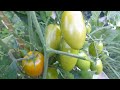 Обязательная подкормка томатов во время цветения и плодоношения для увеличения завязей и урожая