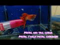How to Identify the Different Guppy Strains and Its Category for Show