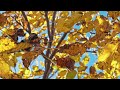 Beautiful Relaxing Music - Soothing Autumn Melodies, Mindful and Peaceful Piano Instrumental Music