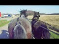 Illusion(standardbred) and Mentor(clydesdale) driving double.