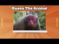 Can You GUESS THE ANIMAL By Image | ANIMAL QUIZ🐶🦁
