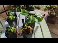 Nepenthes Discussion: truncata/nebularum/Robcantleyi