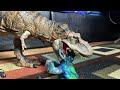 Allosaurus vs Rexy (Dinosaur Stop Motion Animation)