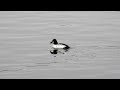 A Rare Common Goldeneye Visits the Reservoir