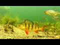Coarse fish feeding underwater: roach perch bream rudd. Рыба на кормёжке под водой.
