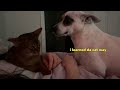 Our rescue dog and Abyssinian kitten TRY to be friends | Ep 24